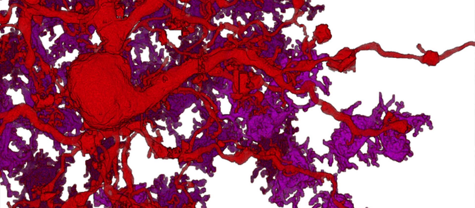 Nahaufnahme eines farbigen neuronalen Netzwerks mit roten und violetten Verästelungen